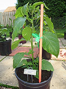 Bhut Jolokia Chocolate