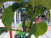 Bhut Jolokia Chocolate