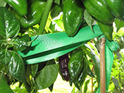 Bhut Jolokia Chocolate