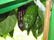 Bhut Jolokia Chocolate