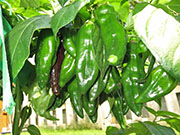 Bhut Jolokia Chocolate