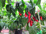 Bhut Jolokia Chocolate