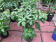 Bhut Jolokia Chocolate