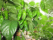 Bhut Jolokia Chocolate