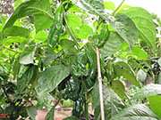 Bhut Jolokia Chocolate