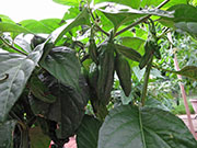 Bhut Jolokia Chocolate