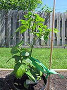 Bhut Jolokia Chocolate