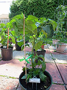 Bhut Jolokia Chocolate