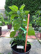 Bhut Jolokia Chocolate