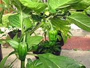 Bhut Jolokia Chocolate