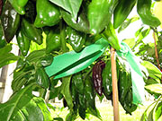 Bhut Jolokia Chocolate