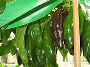Bhut Jolokia Chocolate