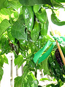 Bhut Jolokia Chocolate
