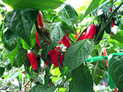 Bhut Jolokia Chocolate
