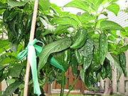 Bhut Jolokia Chocolate
