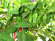 Bhut Jolokia Chocolate