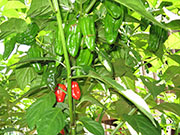 Bhut Jolokia Chocolate