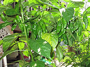 Bhut Jolokia Chocolate