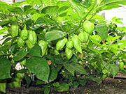 Bhut Jolokia White