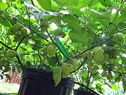 Bhut Jolokia White