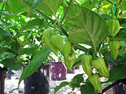 Bhut Jolokia White