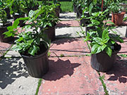 Bhut Jolokia Yellow