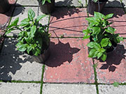 Bhut Jolokia Yellow