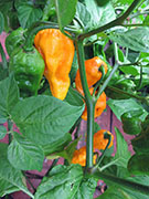 Bhut Jolokia Yellow