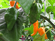 Bhut Jolokia Yellow