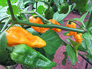 Bhut Jolokia Yellow