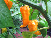 Bhut Jolokia Yellow