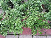 Bhut Jolokia Yellow