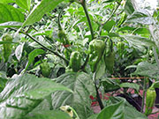 Bhut Jolokia Yellow