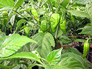 Bhut Jolokia Yellow
