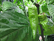 Bhut Jolokia Yellow