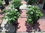 Bhut Jolokia Yellow
