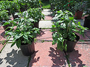 Bhut Jolokia Yellow