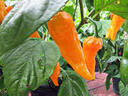 Bhut Jolokia Yellow