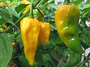 Bhut Jolokia Yellow