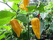 Bhut Jolokia Yellow