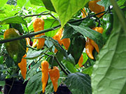 Bhut Jolokia Yellow