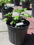 Bhut Jolokia Yellow