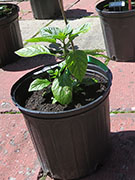 Bhut Jolokia Yellow