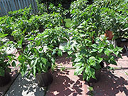 Bhut Jolokia Yellow