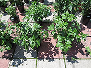 Bhut Jolokia Yellow