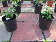 Bhut Jolokia Yellow