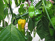 Bhut Jolokia Yellow