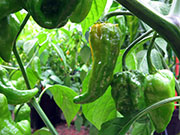 Bhut Jolokia Yellow