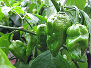 Bhut Jolokia Yellow