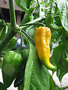 Bhut Jolokia Yellow